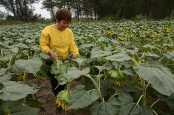 通辽二手拖拉机最新报价解析——百姓网资讯